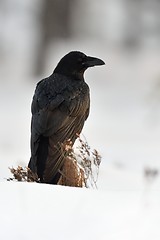 Image showing Raven (Corvus corax) in winter