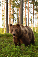 Image showing European brown bear at summer