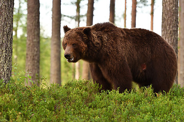 Image showing European Brown Bear