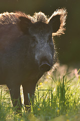 Image showing Wild boar portrait in contra light at summer.