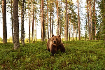 Image showing European brown bear in a forest scenery. Brown bear in a forest landscape.