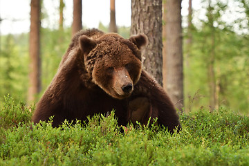 Image showing Brown bear scratching