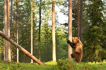 Image showing European brown bear starting to climb on a tree. Bear in forest.