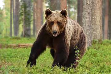 Image showing European brown bear