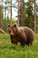 Image showing European brown bear in forest. Summer.