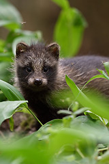 Image showing Raccoon dog pup in forest. Baby raccoon dog. Young animal. Baby animal.