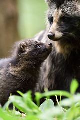 Image showing Raccoon dog pup with mother. Raccoon dog family. Animal love.