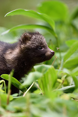 Image showing Raccoon dog pup in forest. Baby raccoon dog. Baby animal.