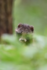 Image showing Raccoon dog pup peeking out of the bush. Baby animal peeking out of the bush.