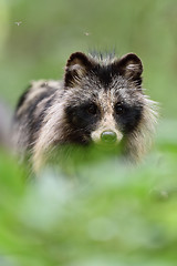 Image showing Raccoon dog portrait in forest