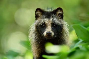 Image showing Raccoon dog portrait. Wild animal. Forest wildlife.