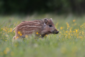 Image showing Wild boar piglet with blossoming flowers