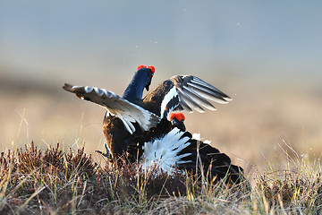 Image showing Black grouse fight