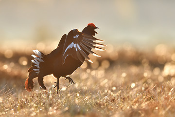 Image showing Black grouse jumping. Black grouse flying. Active bird