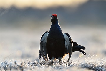 Image showing Black grouse