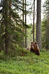 Image showing European brown bear in forest. Wild bear. Finland.