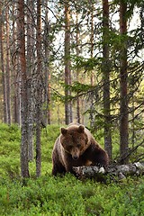 Image showing Brown bear with dead tree trunk