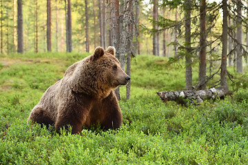 Image showing European brown bear in a forest landscape at summer. Big brown bear in forest.