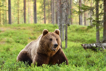 Image showing European brown bear resting in forest