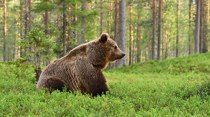 Image showing Brown bear with forest background.