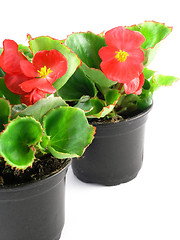 Image showing begonia