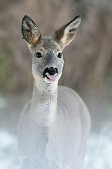 Image showing roe deer portrait. roe deer showing tongue