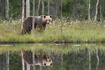 Image showing reflection of brown bear. brown bear with reflection