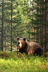 Image showing Brown bear (Ursus arctos)