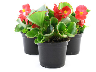 Image showing begonia