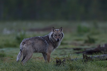 Image showing Gray wolf (Canis lupus) at night in summer. Finland. Taiga.