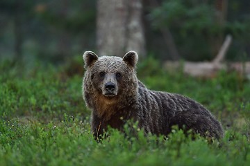 Image showing brown bear in forest at night. bear glance. wild animal. animal at night.