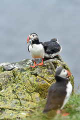 Image showing Puffin with a fish. Puffin beak full of fish. Puffin with sand eels in its beak.