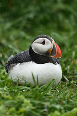 Image showing Puffin portrait in the rain. Iceland.