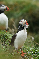 Image showing Puffin beak full of fish. Puffin in the rain. Iceland.