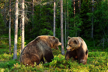 Image showing Angry bear. Aggressive bear. Bear fight. Bear aggression. Animal fight.