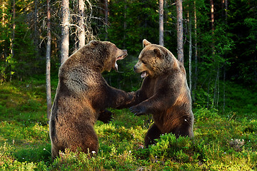 Image showing bear fight. bears fighting. animal fight.