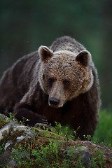 Image showing brown bear portrait