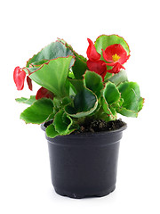 Image showing begonia