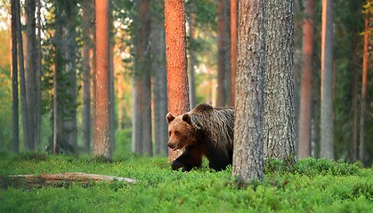 Image showing brown bear, sunset, forest