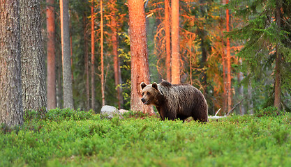 Image showing brown bear at sunset in forest