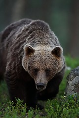 Image showing brown bear portrait at twilight. brown bear at night.