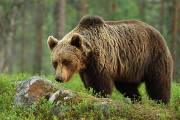 Image showing brown bear (ursus arctos)