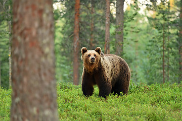 Image showing brown bear (ursus arctos) in a forest landscape