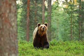 Image showing brown bear in forest landscape