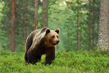 Image showing big brown bear in forest