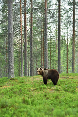 Image showing brown bear