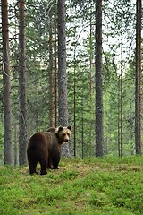 Image showing brown bear watching over the shoulder