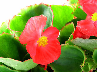 Image showing begonia