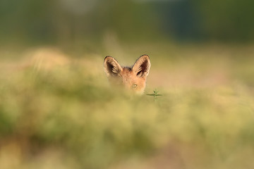 Image showing Red fox kit. Red fox puppy. Juvenile red fox. Red fox pup. Little fox.