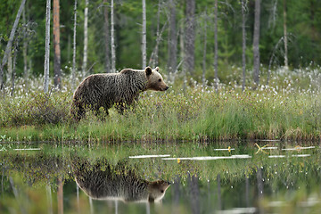 Image showing Reflection of a brown bear in a pond